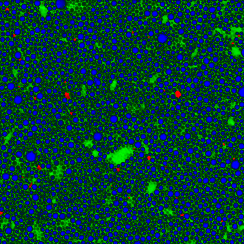 Confocal Raman image of a pharmaceutical emulsion. The chemical distribution of oil (green), the active pharmaceutical ingredient (blue) and silicon impurities (red) are shown.